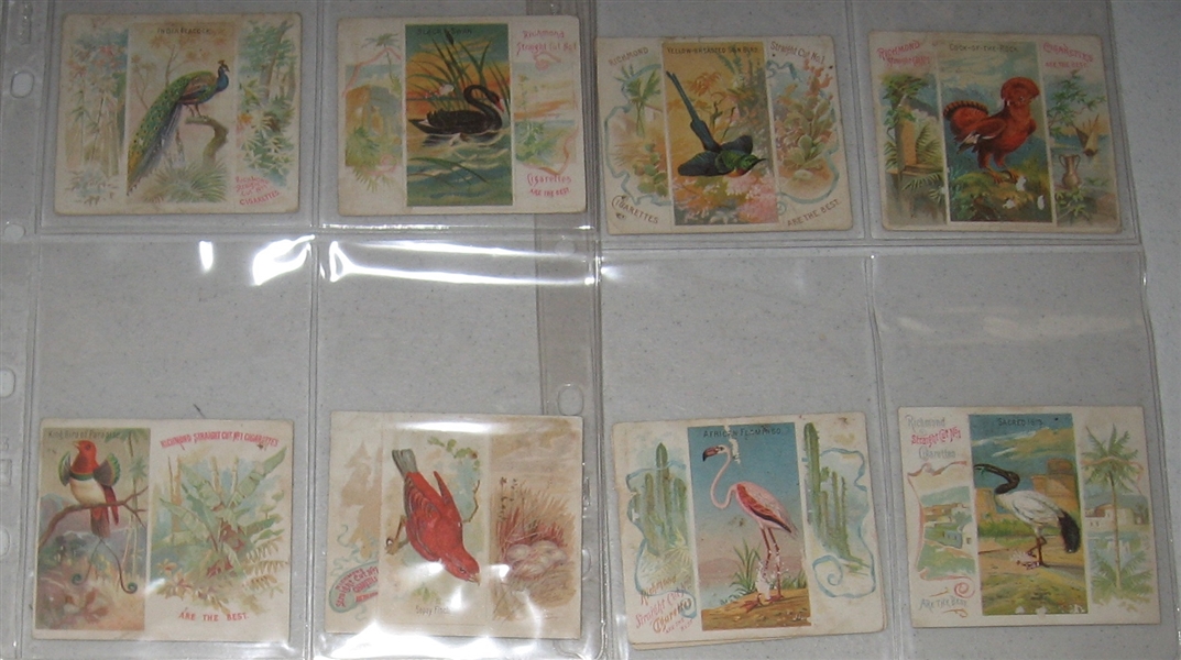 1888 N38 Birds of the Tropics, Allen & Ginter, Lot of (31) 