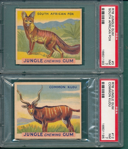 1930 Jungle Gum #3 South African Fox & #12 Common Kudu, Lot of (2) PSA 7