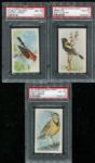 1935-1940 Useful Bids of America Lot of 3 PSA 8