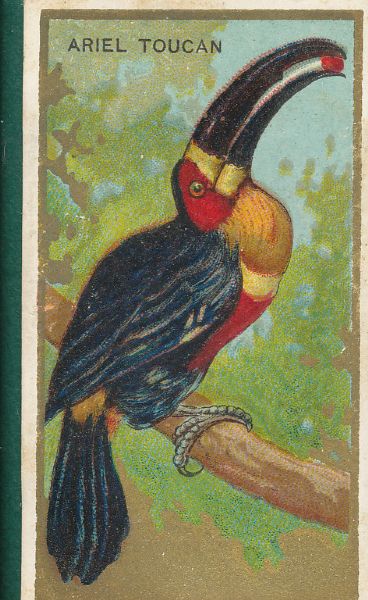 1910's T42 Mecca Cigarettes Bird Series *Near Set* 98/100