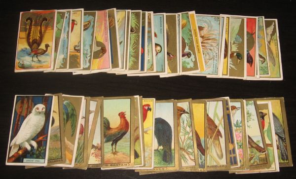 1910's T42 Mecca Cigarettes Bird Series *Near Set* 98/100