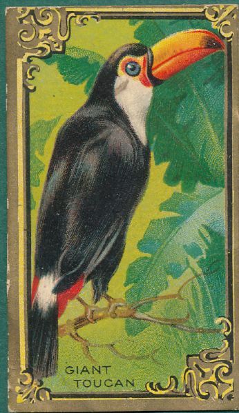 1910's T43 Mecca Cigarettes Bird Series *Complete Set*