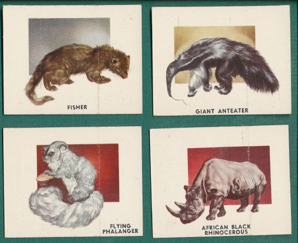 1951 Topps Animals of the World Lot of (46)