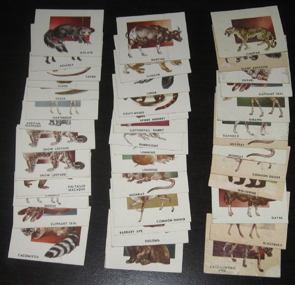 1951 Topps Animals of the World Lot of (46)