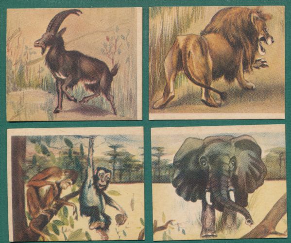 1930s R6 African Jungle Scene, National Licorice Company Lot of (14)