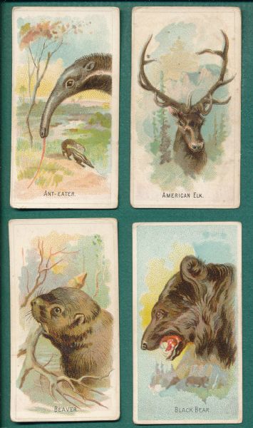 1910s E29 Zoo Animals Philadelphia Confections Lot of (50)