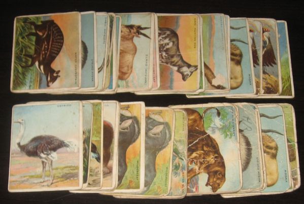 1911 T29 Animals Hassan Cigarettes Lot of (76)
