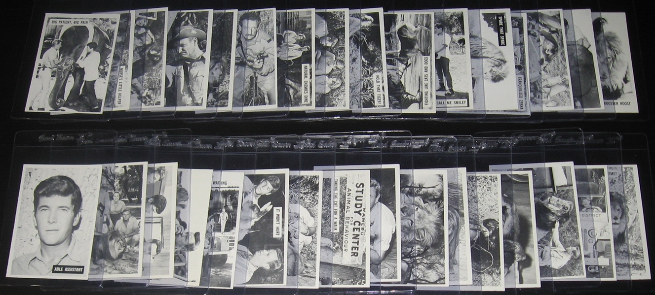 1966 Philadelphia Gum Daktari Complete Set (66)