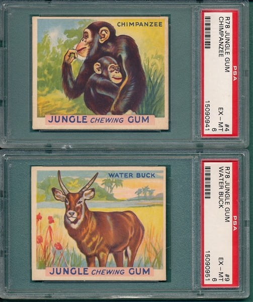 1930 Jungle Gum Lot of (6) W/ #4 Chimpanzee PSA 6